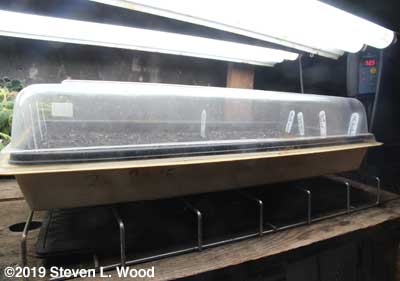 On soil heating mat under lights
