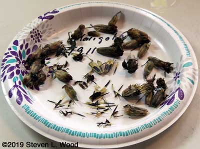 Marigold seed heads and seed drying on paper plate