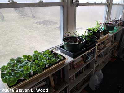 Plants in sunroom