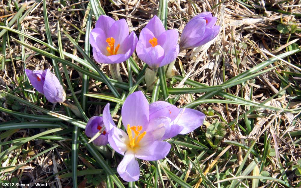 Crocuses