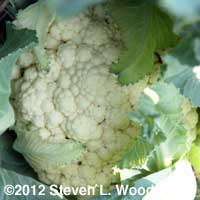 Cauliflower - Amazing