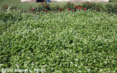 Buckwheat in bloom