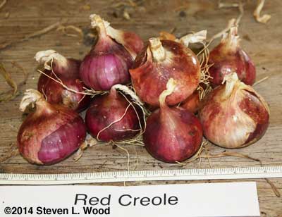 Red Creole onions