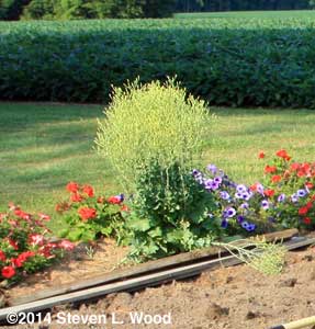 Crispino lettuce blooming