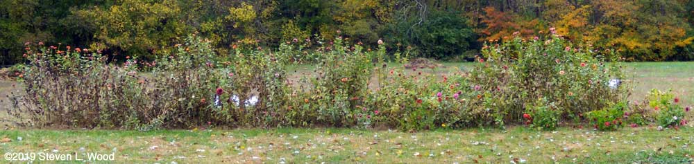Forty foot row of zinnias