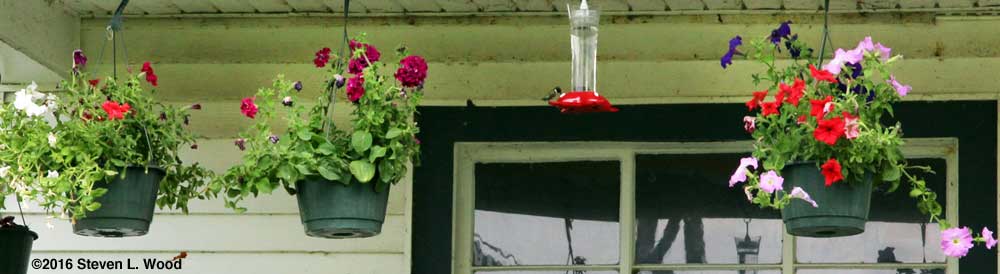 Hanging basket petunias