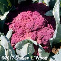 Violet of Sicily cauliflower