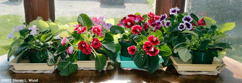 Some of the "parent" plants in 2017