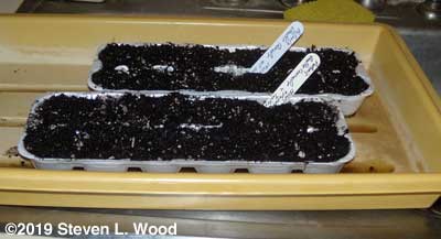 Petunias seeded in egg carton cells