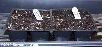 Starting Supercascade petunias