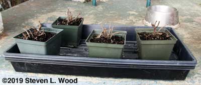 Sage trimmed before transplanting
