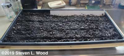 Shallow furrows in sterilized soil