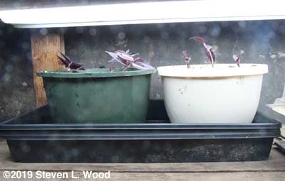 Freshly potted Wandering Jew plants