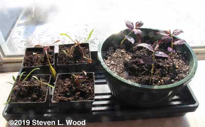 Pot of Wandering Jew plants to sunroom