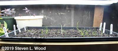 So-so onion germination