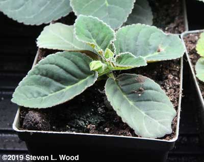 Young gloxinia with buds