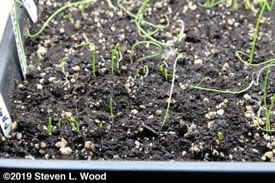 First tray of onions re-seeded now looking good