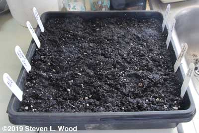 Half tray seeded to onions