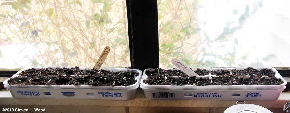 Egg carton petunias