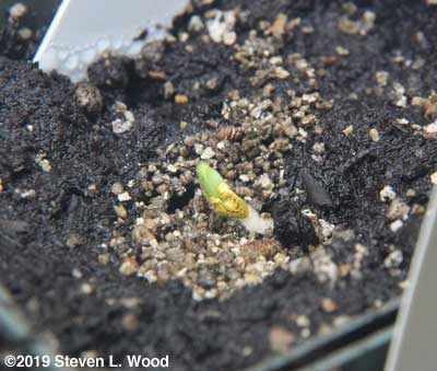 Another geranium seed germinating