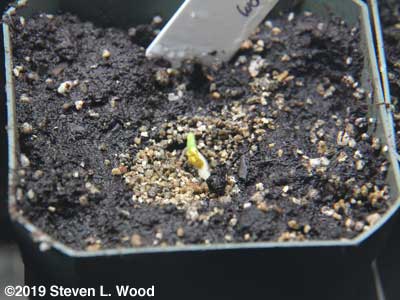 Geranium seed germinating