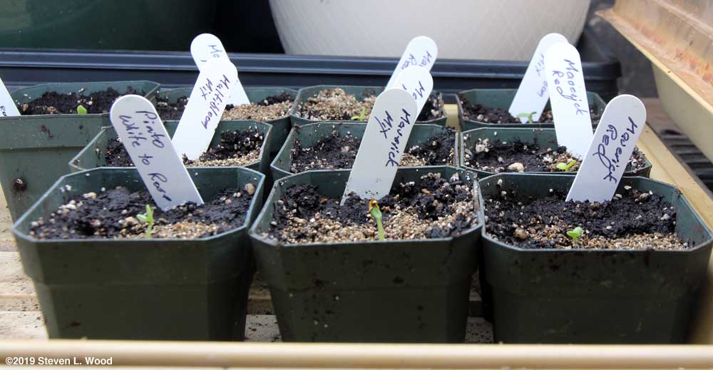 Baby geraniums