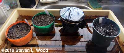 Starting impatiens, vinca, and dianthus