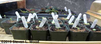 Baby Geraniums