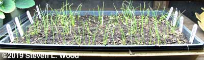 Onion plants