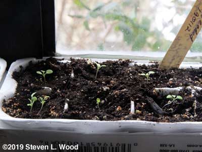 Egg carton petunias