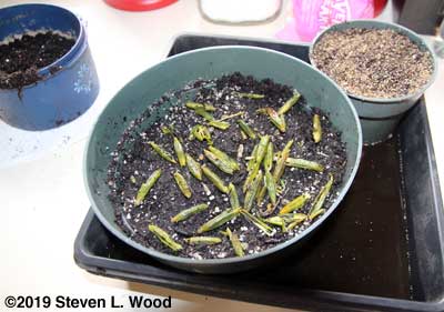 Hosta and celery seeded