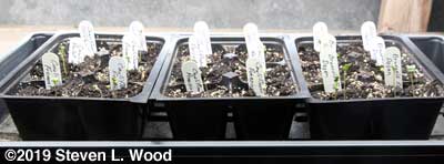 Cauliflower and Brussels sprouts germinated