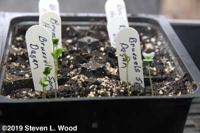 Closeup of baby Brussels sprouts