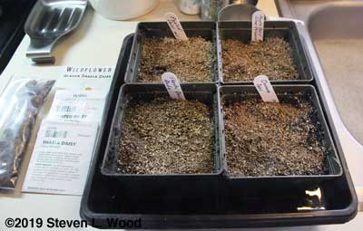 Starting daisies in 4 1/2 inch communal pots