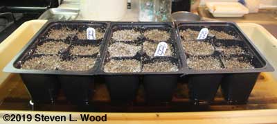 Starting snapdragons in deep sixpack inserts
