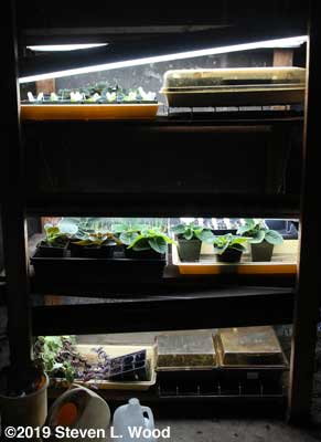 Plant rack - February 10, 2019