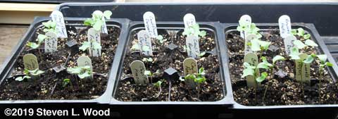 Cauliflower and Brussels Sprouts before thinning