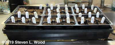 Flat of lettuce and spinach started