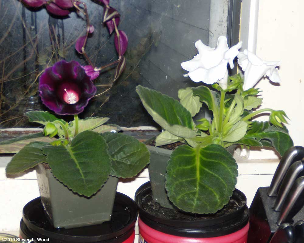 First gloxinias to bloom in 2019