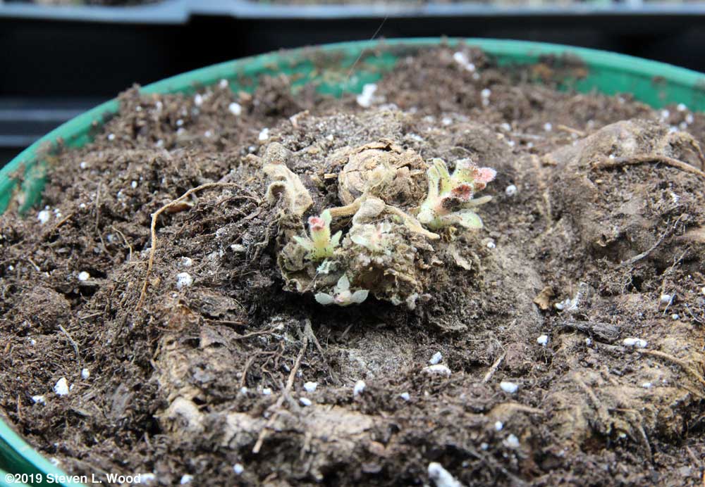 Gloxinia corm emerging from dormancy