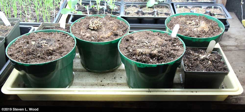 Repotted gloxinias emerging from dormancy