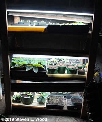 Plant rack - February 23, 2019