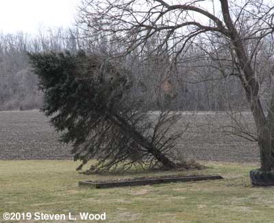 Blue Spruce blown over