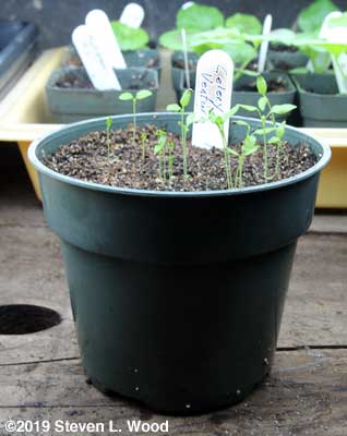 Baby celery plants