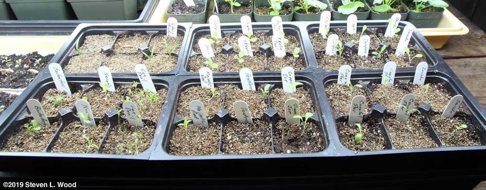 Thinned lettuce starts