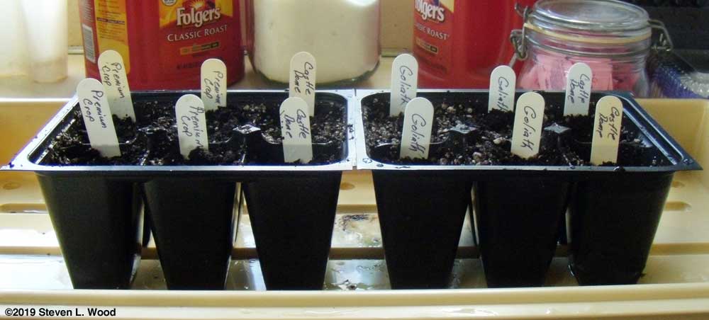 Starting broccoli in deep sixpack inserts