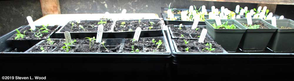 Plants moved from communal pots to inserts