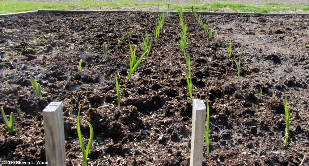 Our garlic on April 2, 2019
