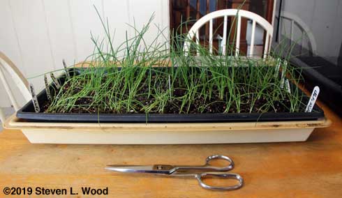Onions in need of trimming