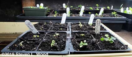 Double Cascade petunias in fourpack inserts
